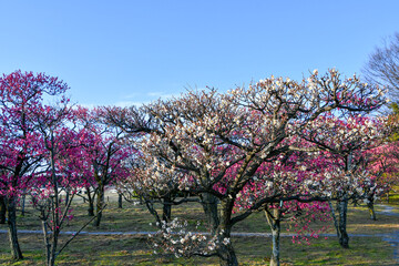 Fototapeta premium 梅林