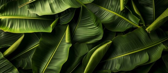 Exquisite Tropical Banan Leaf Texture Creates a Visual Delight with its Lusciousness, Tropical Vibes, and Unparalleled Textural Brilliance