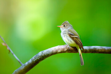 Acadian Flycatcher perched on a branch with a soft green background.