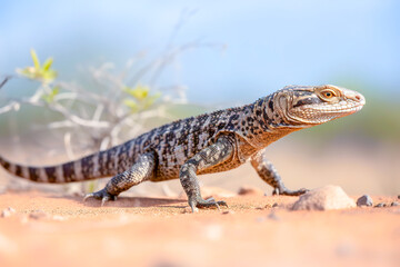 Naklejka premium Wild lizard basking on a sandy desert terrain with a blurred background, showcasing natural wildlife in a dry habitat.