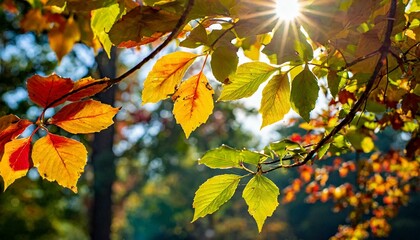 Fototapeta premium autumn leaves in the sun, wallpaper Embracing Abstract Nature's with Leaves and Sun