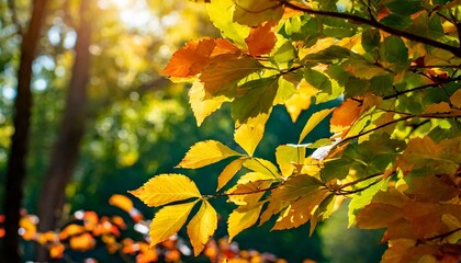 Obraz premium autumn leaves in the forest wallpaper Leaves, Sunlight, and Seasonal Splendor, autumn, tree, leaf, 