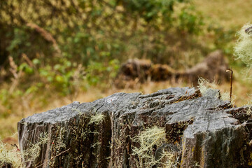 Background and wooden base ideal for displaying products  