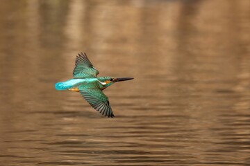 Obraz premium 冬枯れを映す水面をさっそうと飛ぶカワセミ成鳥