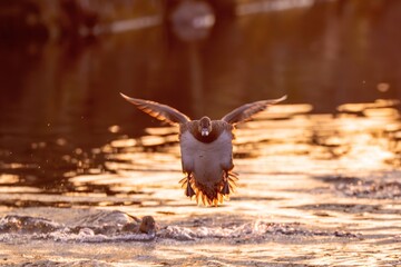 夕日を浴びながら着水するヒドリガモ メス