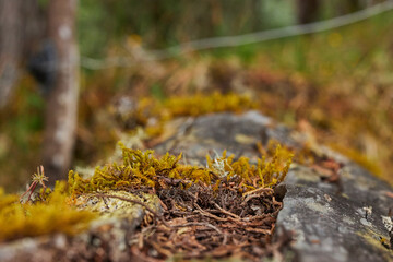 Nature background and wooden base ideal for displaying products