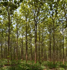 Fototapeta premium landscape of green teak forest