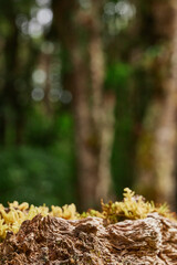 Nature background and wooden base ideal for displaying products