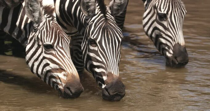 Close Up Of Zebras Drinking Water In The River In Maasai Mara National Reserve, Africa.
