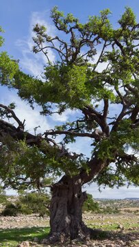 argan tree landscape in atlas, morocco in vertical