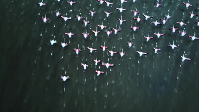 Flock of flamingos as seen from directly above as they take off and fly away from shallow water