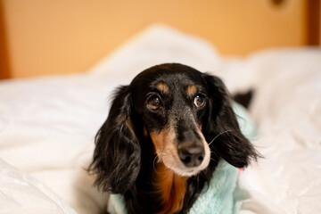 室内でくつろぐ犬