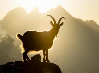 Goat on the mountains