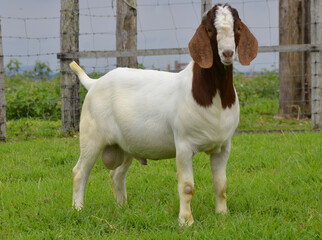 Naklejka na ściany i meble Young boer goats on the farm 