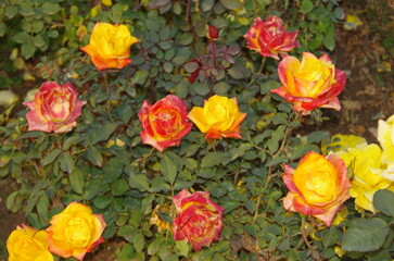 Fototapeta na wymiar Beautiful colour roses in a garden