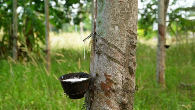 Milky latex extracted from the rubber tree Hevea Brasiliensis as a source of natural rubber. Milky latex juice drips from the notches on the tree.