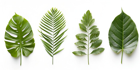 green leaves isolated on white