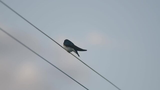 Close up of blue chickadee bird sitting on a wire on a summer evening