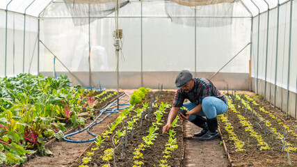 Happy African man farmer growing organic vegetable on agriculture farm field in greenhouse garden....