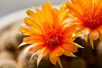 Close-up view of orange cactus  flower blooming in potted plant
 