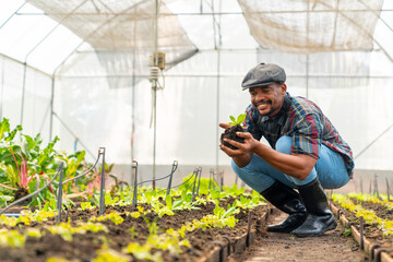 Happy African man farmer growing organic vegetable on agriculture farm field in greenhouse garden....