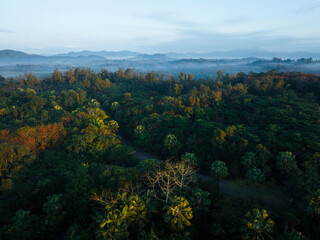 Obraz premium Aerial view of trail in spring tropical forest