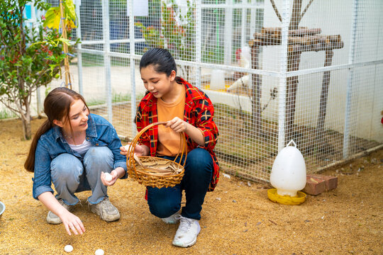 Happy teenage girl farmer collect organic chicken eggs on the ground put in a basket together in chicken coop. School student learning to raising the chickens with nature healthy food in farm. - Powered by Adobe