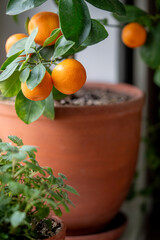 Little Orange tree with fruits in terracotta pot closeup. Little Calamondin citrus houseplant....