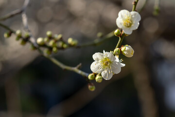 白梅のクローズアップ