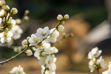 白梅のクローズアップ