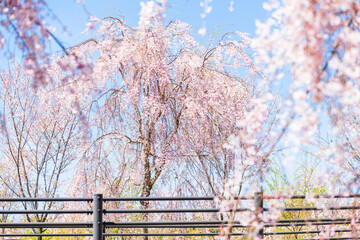 うららかな春空の背景に映える美しい桜並木(咲き靡く風景)
Beautiful rows of...