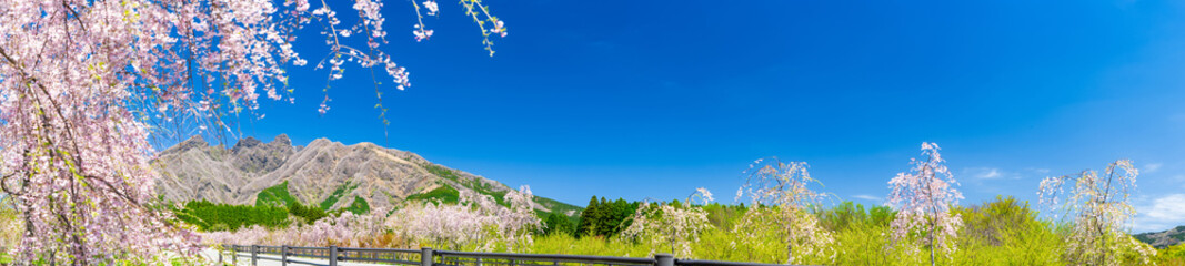 うららかな春空の背景に映える美しい桜並木(咲き靡く風景)
Beautiful rows of...