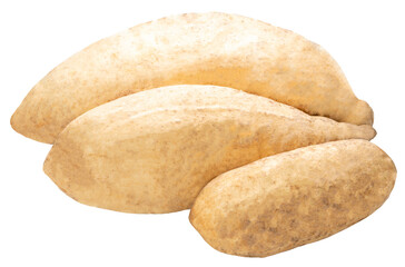 Sweet potato isolated on white background, Japanese White Sweet Potato on white background, Kuri Kogane Japanese Sweet Potato Isolate on white PNG File.