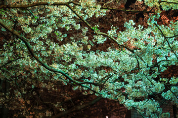 照明に照らされた目黒川の夜桜