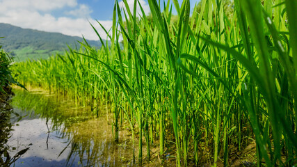 Obraz premium Lush green rice paddy field with standing water reflecting the sky, with mountains in the background