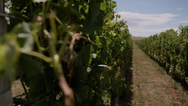 Embrace the picturesque allure of a sunny New Zealand vineyard through this stock footage, where vibrant leaves create a mesmerizing dance, capturing the essence of serene beauty.
