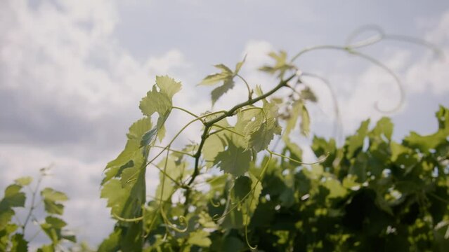 Glimpse the vibrant tapestry of a New Zealand vineyard bathed in sunlight, as leaves dance in the gentle breeze—an exquisite stock footage capture of nature's harmony.