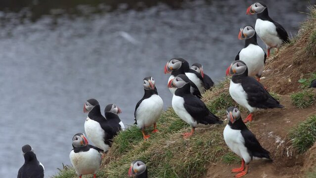 A large group of puffins on the edge of a grassy cliff in Iceland