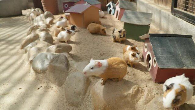 Group of Domestic Guinea Pigs Waiting for Feeding Resting By Wooden Houses (Cavia porcellus) at Mongo Land Petting Zoo, Da Lat, Vietnam