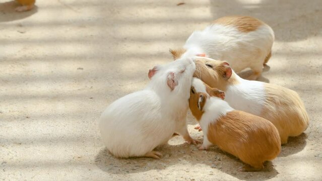Funny Group of Domestic Guinea Pigs (Cavia porcellus) or Cuys Fighting For Food