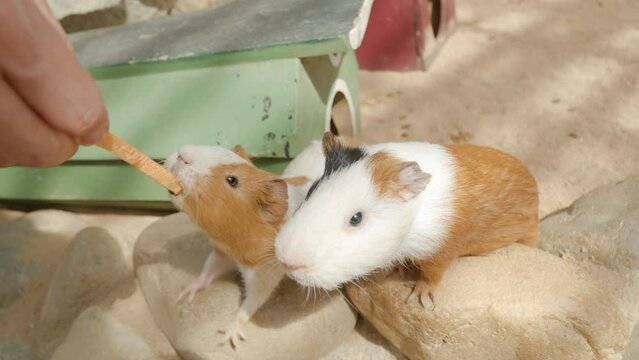 Domestic Guinea Pig (Cavia porcellus) or Cuys Eat Carrot Stick from Person's Hand - close-up