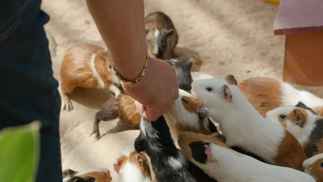 Farmer Feeds Hungry Domestic Guinea Pigs with Food From Hand. Group of Rodents Fight Climbing Over Each Other to Get Carrot