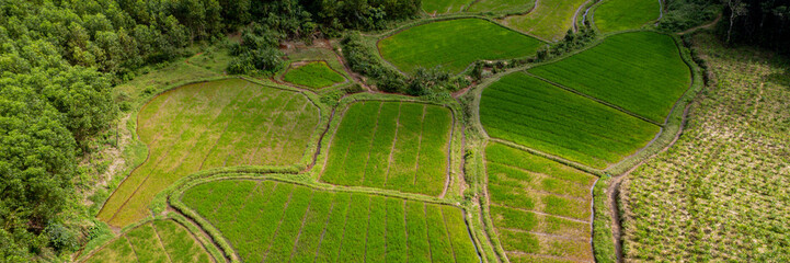 Aerial view of lush green terraced rice fields surrounded by tropical forest background, Earth Day concept