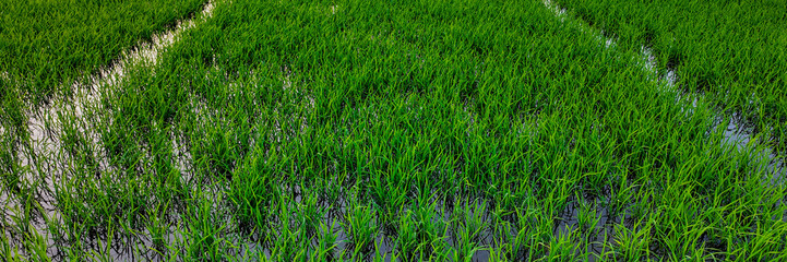 Vibrant green rice paddy fields with standing water reflecting the sky, showcasing agricultural cultivation background