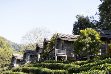 Obraz premium Picking tea leaves in the garden