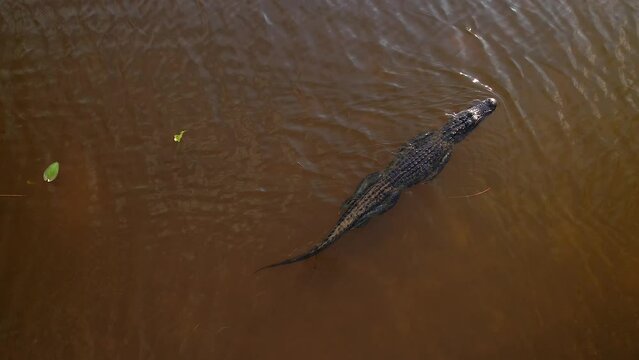 alligator swimming calmly while overhead view rotates then he comes stops and spreads limbs