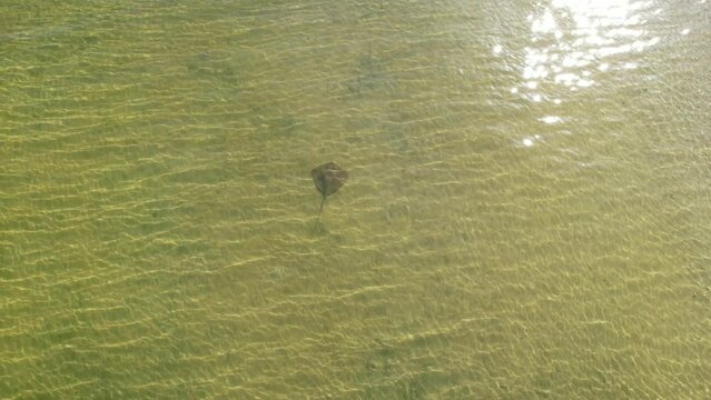 stingray swimming along beach in sunshine