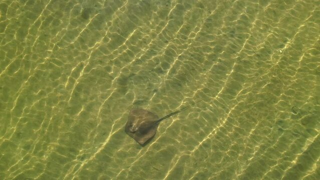stingray swimming in shallows looking for food aerial view