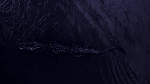 alligator swimming at night aerial view