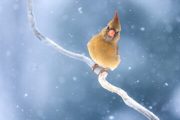 bird in the snow - Female Cardinal